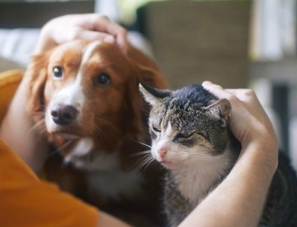 Vật nuôi có thể mang vi khuẩn kháng kháng sinh