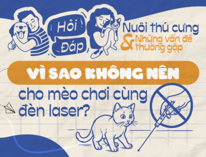 Vì sao không nên cho mèo chơi cùng đèn laser?