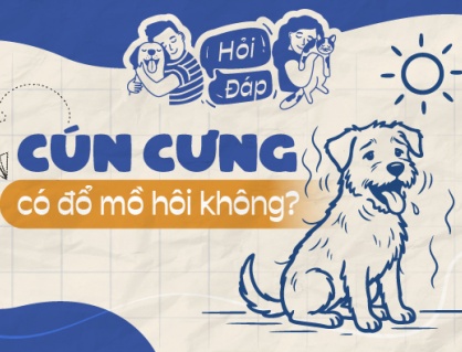 Cún cưng có đổ mồ hôi không?