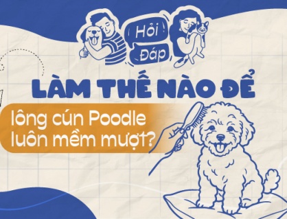 Làm thế nào để lông cún Poodle luôn mềm và không rối?