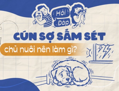 Cún sợ sấm sét, chủ nuôi nên làm gì?