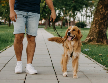7 sai lầm khi dắt chó đi dạo