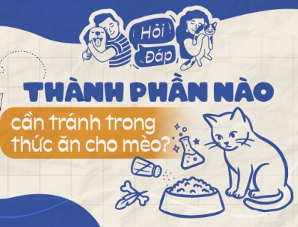 Thành phần nào cần tránh trong thức ăn cho mèo?