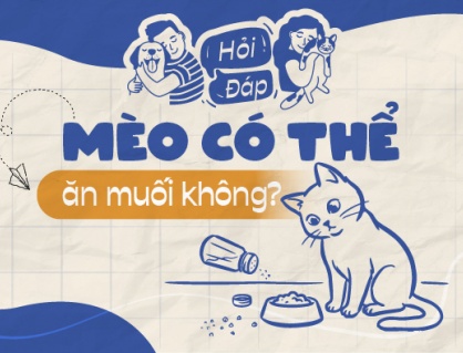 Mèo có thể ăn muối không?