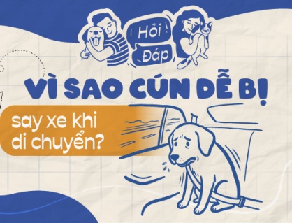 Vì sao cún dễ bị say xe?