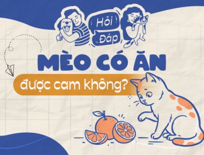 Mèo có ăn cam được không?