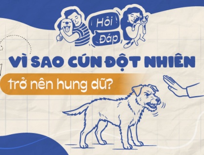Vì sao cún đột nhiên trở nên hung dữ?