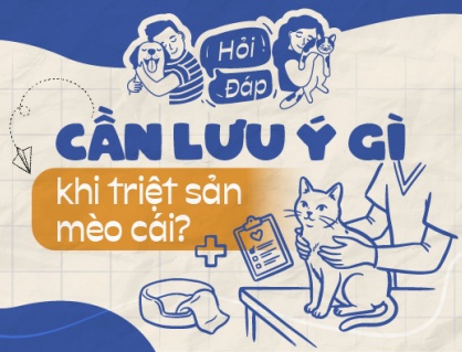 Cần lưu ý điều gì khi triệt sản mèo cái?