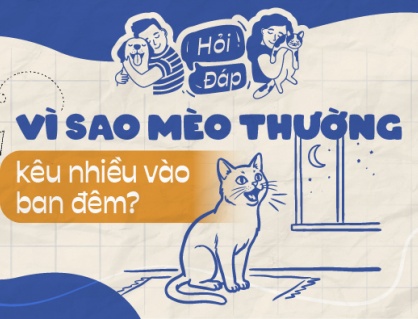 Vì sao mèo thường kêu nhiều vào ban đêm?