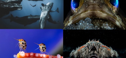 Ngắm ảnh 'đại dương sâu thẳm' đẹp nhất năm 2025