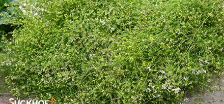 Mùi già - hương Tết cuối năm!