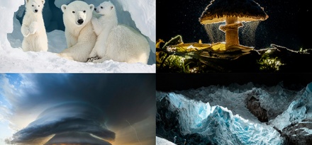 Những bức ảnh ấn tượng nhất Giải thưởng Nhiếp ảnh Sony năm 2026