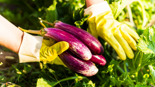 Cà tím: Lợi ích sức khỏe và những lưu ý khi sử dụng