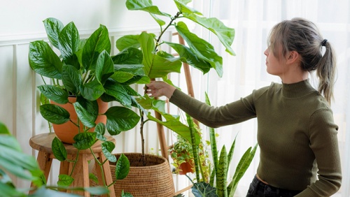 Trồng 7 cây này trong nhà để ngăn nấm mốc độc hại