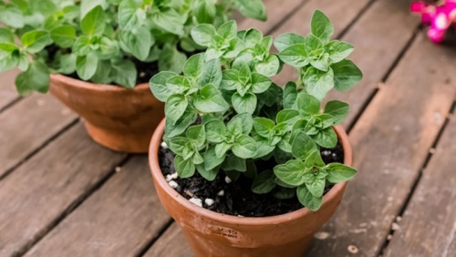 Loại thảo mộc phổ biến giúp làm dịu căng thẳng