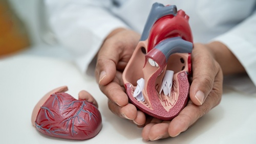 Hẹp van tim có chữa khỏi được không: Sự thật ít ai nói rõ!