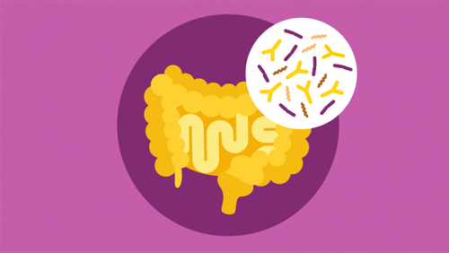 Hệ vi khuẩn đường ruột có vai trò gì với sức khỏe tổng thể?