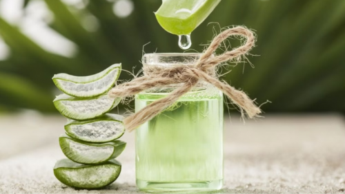 Nước ép lô hội: Bạn đồng hành của hệ tiêu hoá