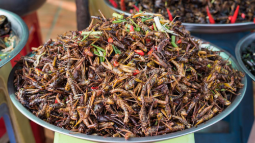 Lợi ích dinh dưỡng của các món ăn từ côn trùng