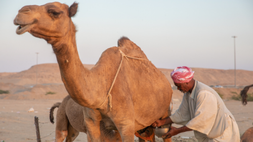 Cải thiện chất lượng hệ tiêu hoá cùng sữa lạc đà