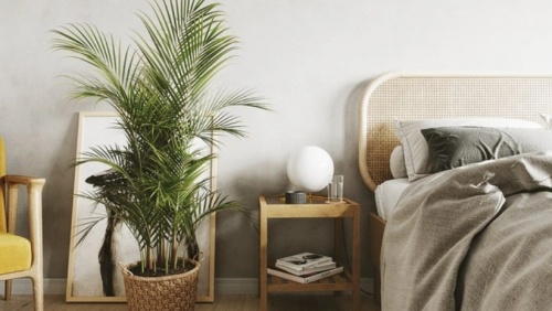 3 loại cây đặt trong nhà giúp bạn ngủ ngon hơn