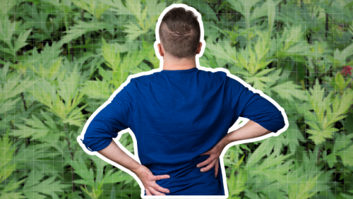 Mách bạn mẹo chữa đau lưng bằng ngải cứu đơn giản tại nhà