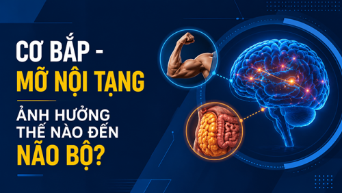 Cơ bắp và mỡ nội tạng ảnh hưởng thế nào đến não bộ?