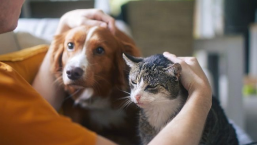 Vật nuôi có thể mang vi khuẩn kháng kháng sinh