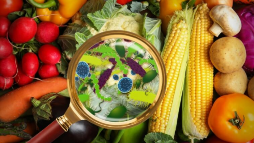 Các loại vi khuẩn gây ngộ độc thực phẩm phổ biến