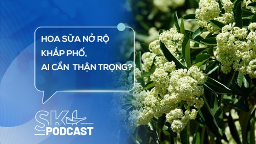 Podcast: Hoa sữa nở rộ khắp phố, những ai cần cẩn trọng?