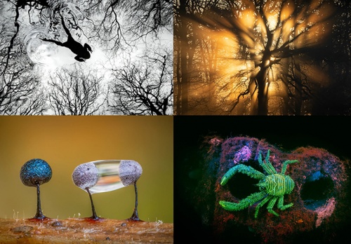 Những bức ảnh thiên nhiên hoang dã đẹp nhất nước Anh năm 2026