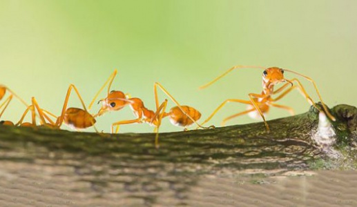 Chuyện thú vị: Loài kiến cũng có thể phát hiện ung thư?