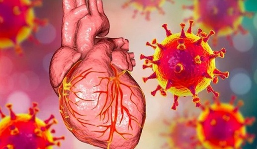 Cấy ghép tim của người hiến mắc COVID-19 có nguy cơ hay không?