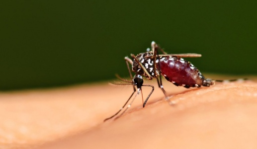 Những quan niệm sai lầm phổ biến về sốt rét