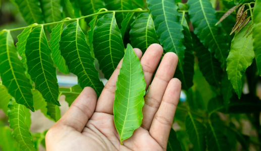 Chuyên gia chia sẻ 5 lợi ích sức khoẻ của lá neem trong mùa Hè
