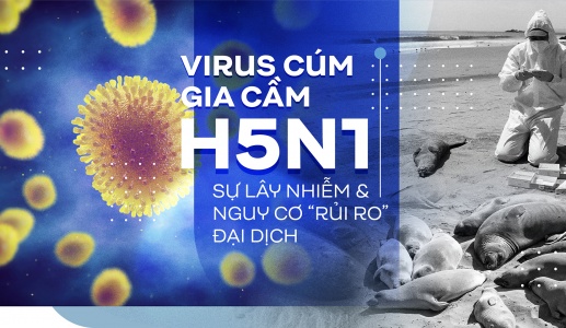 Virus cúm gia cầm H5N1, sự lây nhiễm và nguy cơ “rủi ro” đại dịch