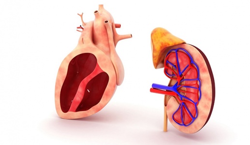 Bạn cần biết gì về mối liên hệ giữa suy tim và bệnh thận?