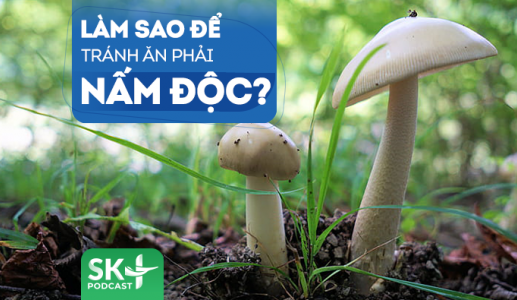 Podcast: Làm sao để tránh ăn phải nấm độc?