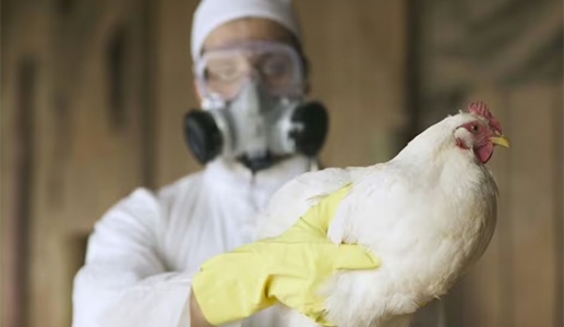 Giới khoa học lo ngại virus H5N1 đột biến, có dấu hiệu thích nghi với người