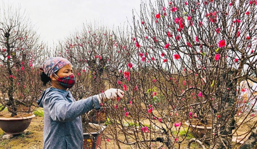 Hướng dẫn trồng đào, quất cảnh sau Tết để tận dụng cho năm sau