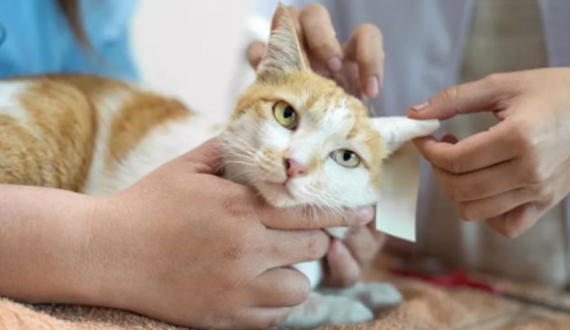 Rối loạn thần kinh ở mèo cưng