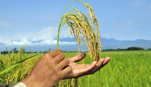 Biến đổi khí hậu làm tăng hàm lượng arsen trong gạo