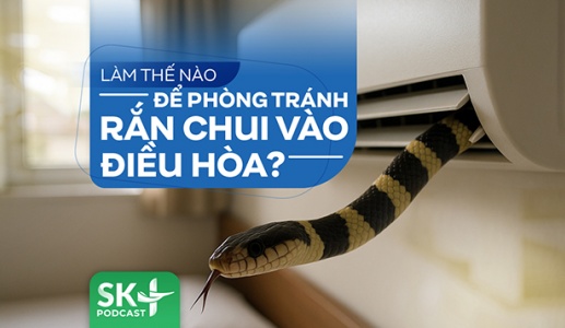Podcast: Làm thế nào để phòng tránh rắn chui vào điều hòa?
