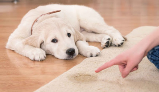 Giải mã những hành vi thường thấy ở cún cưng 