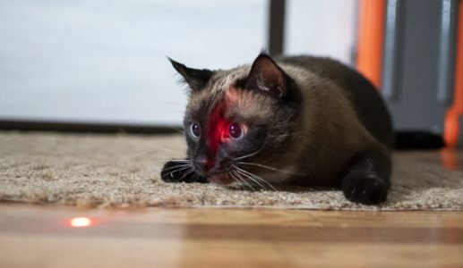 Vì sao mèo cưng lại thích đuổi theo tia laser?