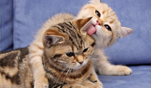 Làm thế nào để nhận biết giới tính mèo cưng qua khuôn mặt?