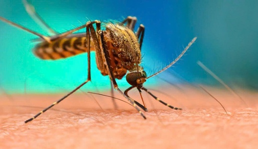 WHO cảnh báo nguy cơ lây lan virus Chikungunya