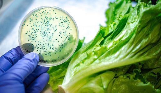 Vì sao xà lách dễ nhiễm E.coli?