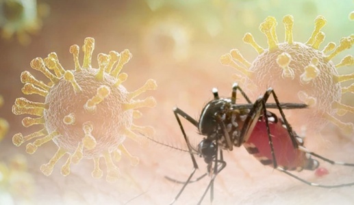 Virus chikungunya đang hoành hành tại Trung Quốc nguy hiểm thế nào?