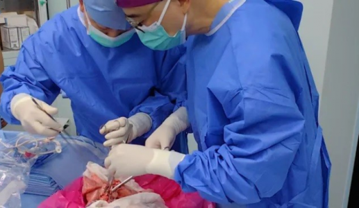 Trung Quốc thử nghiệm cấy ghép phổi lợn cho người